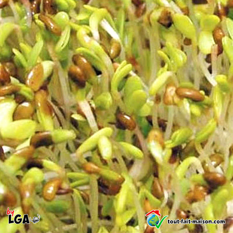 Graines à Germer Bio De Luzerne (Alfalfa) - Sachet De 150 G - Marque Nature Et Partage - Neuf, Pour Germoir